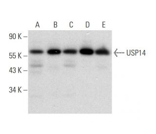 USP14 Antibody (A-1) - Western Blotting - Image 299052