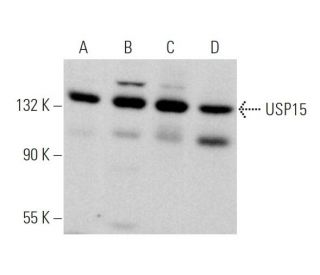 USP15 Antibody (B-5) - Western Blotting - Image 375912 