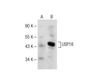 USP18 Antibody (E-5) - Western Blotting - Image 147921SAM Transcription Activation: SAM system utilizing dCas9-VP64, MS2-P65-HSF1, and sgRNA for precise gene transcription activation.