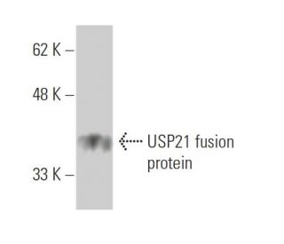 USP21 Antibody (3D10) - Western Blotting - Image 349561