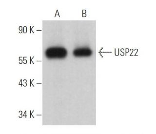 USP22 Antibody (C-3) - Western Blotting - Image 363766