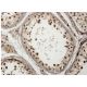 USP29 Antibody (1A8) - Immunohistochemistry - Image 351783 