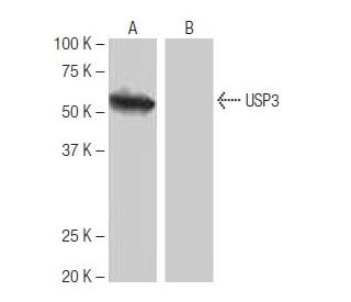 USP3 Antibody (8L8) - Western Blotting - Image 65090 