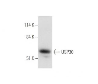 USP30 Antibody (B-6) - Western Blotting - Image 344592 