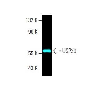 USP30 Antibody (B-6) - Western Blotting - Image 397449