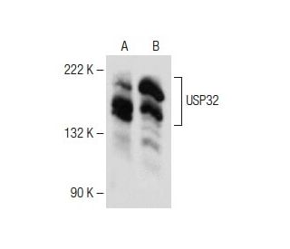 USP32 Antibody (A-10) - Western Blotting - Image 150669 