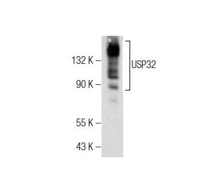 USP32 Antibody (F-3) - Western Blotting - Image 155749 