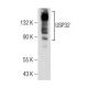 USP32 Antibody (F-3) - Western Blotting - Image 155749 