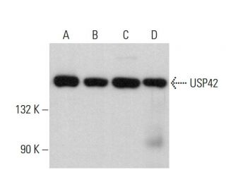 USP42 Antibody (D-4) - Western Blotting - Image 379797 