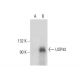 USP43 Antibody (C-8) - Western Blotting - Image 304553