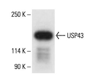 USP43 Antibody (H-10) - Western Blotting - Image 411246 