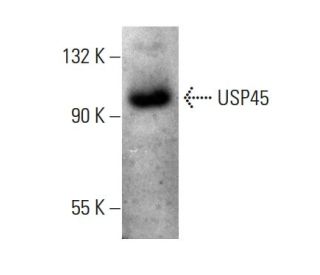 USP45 Antibody (MA44) - Western Blotting - Image 385111