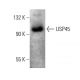 USP45 Antibody (MA44) - Western Blotting - Image 385111
