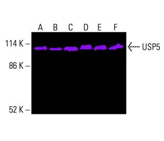 USP5 Antibody (C-11) - Western Blotting - Image 416339 