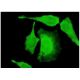 USP52 Antibody (6A7) - Immunofluorescence - Image 351764 