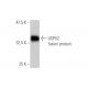 USP52 Antibody (6A7) - Western Blotting - Image 349012