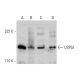 USP52 Antibody (6A7) - Western Blotting - Image 384447 