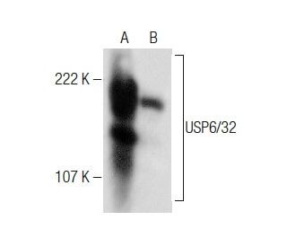 USP6/32 Antibody (D-11) - Western Blotting - Image 283429 