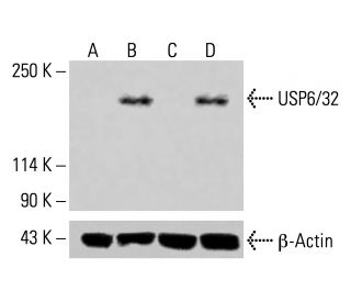 USP6/32 Antibody (D-11) - Western Blotting - Image 414940 