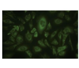 USP9 Antibody (5G-02) - Immunofluorescence - Image 35617