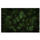 USP9 Antibody (5G-02) - Immunofluorescence - Image 35617