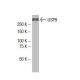 USP9 Antibody (5G-02) - Western Blotting - Image 33999 