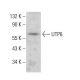 UTP6 Antibody (E-9) - Western Blotting - Image 380612
