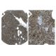 utrophin Antibody (3B6) - Immunohistochemistry - Image 37596