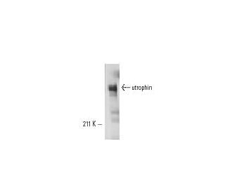 utrophin Antibody (3B6) - Western Blotting - Image 10930 