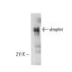 utrophin Antibody (3B6) - Western Blotting - Image 10930 