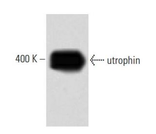 utrophin Antibody (55) - Western Blotting - Image 60489