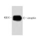 utrophin Antibody (55) - Western Blotting - Image 60489