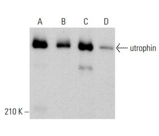 utrophin Antibody (7F3) - Western Blotting - Image 378718 