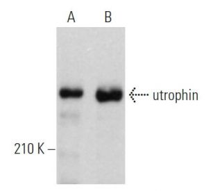 utrophin Antibody (8A4) - Western Blotting - Image 361554 