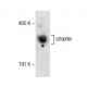utrophin Antibody (A-7) - Western Blotting - Image 145737 