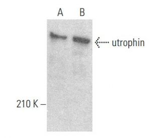 utrophin Antibody (A-7) - Western Blotting - Image 354491 
