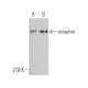 utrophin Antibody (A-7) - Western Blotting - Image 378719