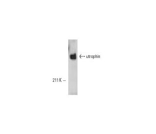 utrophin Antibody (8A4) - Western Blotting - Image 10909 