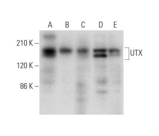 UTX Antibody (E-8) - Western Blotting - Image 333389 