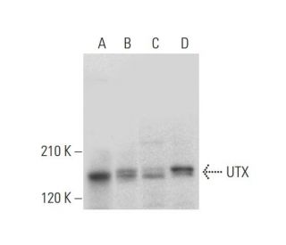 UTX Antibody (D-3) - Western Blotting - Image 333390