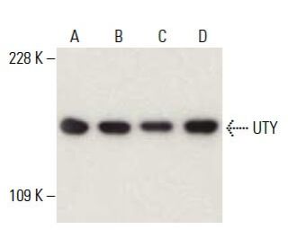 UTY Antibody (G-3) - Western Blotting - Image 397964 