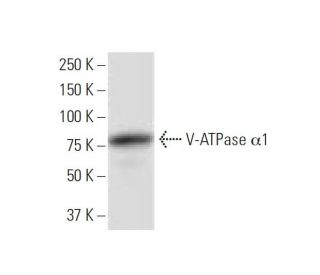 V-ATPase &alpha;1 Antibody (4F5) - Western Blotting - Image 347533 