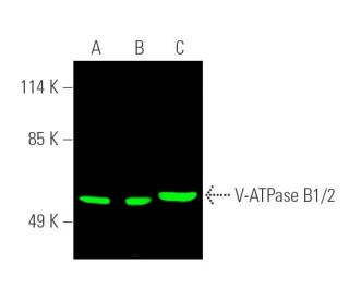 V-ATPase B1/2 Antibody (D-4) - Western Blotting - Image 389729 