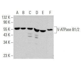V-ATPase B1/2 Antibody (F-6) - Western Blotting - Image 356331 