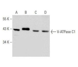 V-ATPase C1 Antibody (G-5) - Western Blotting - Image 130315 