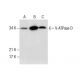 V-ATPase D Antibody (A-11) - Western Blotting - Image 287213 