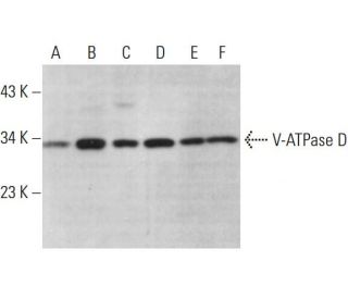 V-ATPase D Antibody (A-11) - Western Blotting - Image 375448 