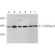 V-ATPase D Antibody (A-11) - Western Blotting - Image 375448 