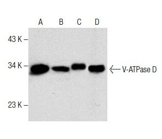 V-ATPase D Antibody (E-12) - Western Blotting - Image 287905 