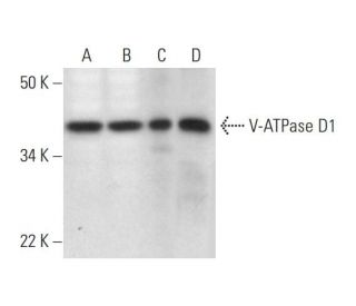 V-ATPase D1 Antibody (D-4) - Western Blotting - Image 294600 